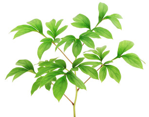 The isolated leaf of a flower of the Peony