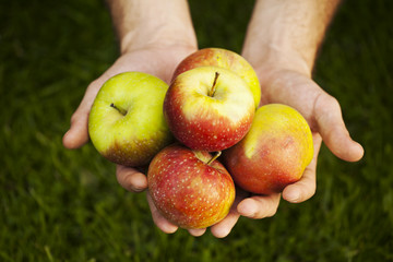 Świeże jabłka na dłoniach ogrodnika - obrazy, fototapety, plakaty
