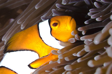 Clownfish (Nemo) in sea anemone in Similan Islands, Thailand