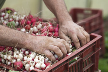mains de maraîcher préparant cageots de radis