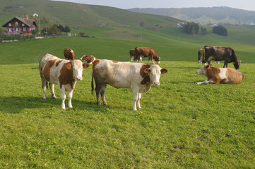 Naklejka premium Alpine pastureland