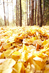 Leafage