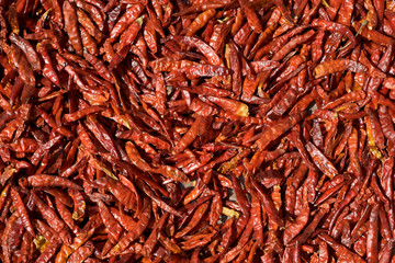 Red Chili Peppers Drying in the Sun