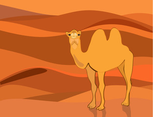 Camel on the background of the desert