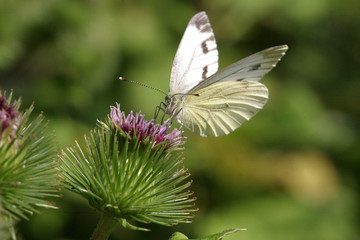 Schmetterling auf Distel