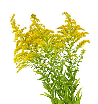 Goldenrod plant