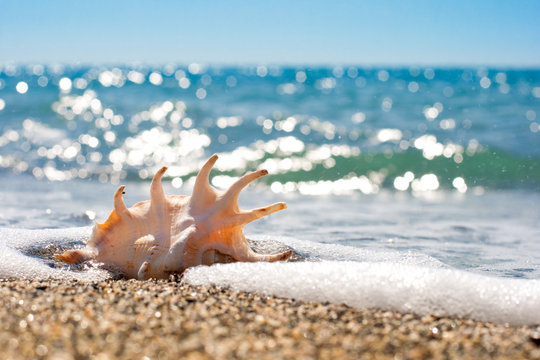 seashell in surf and sand of seashore