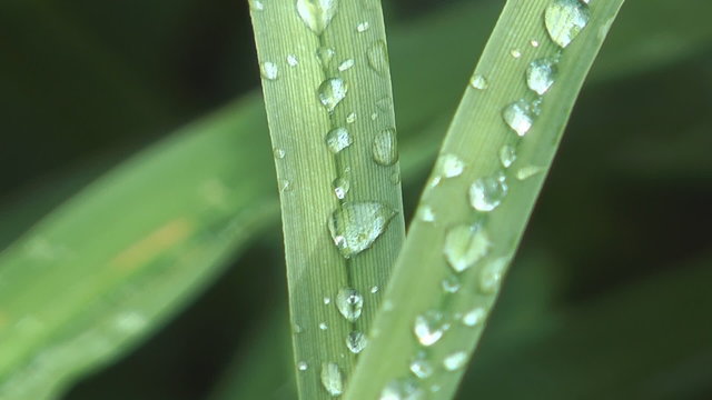 Water drops on a green meadow grass a close up.