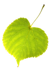 linden  leaf isolated