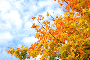 Puffy Clouds in Brilliant Autumn Sky