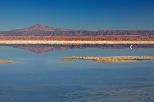 Laguna Chaxa in Salar de Atcama, Chile