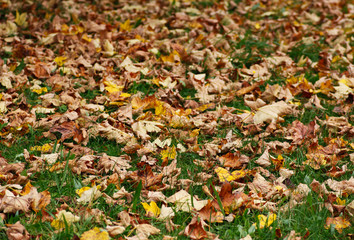 Herbstlaub