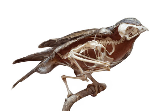 stuffed bird with skeleton inside isolated on white