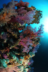 Fototapeta na wymiar Gorgone-mer rouge-redsea