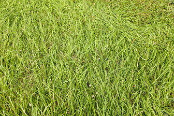 Natural green autumn grass. Photo from high point for background