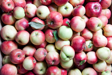 backgound from apples