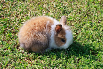 cucciolo di coniglio nano