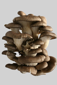 Un bouquet de pleurottes