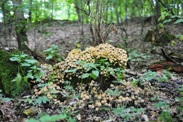 Pilze