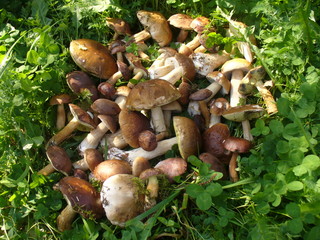A lot of mushroom lying in the grass