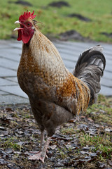 Rooster