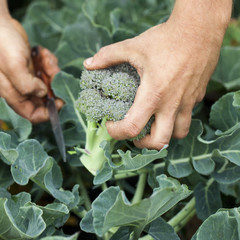 mains d'agriculteur coupant un brocoli bio