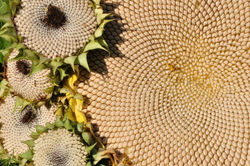 Sonnenblumen im Herbst