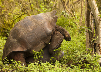 Wild Tortoises Mating