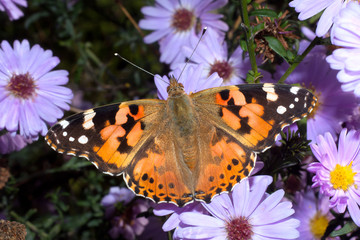 Painted Lady butterfly, Vanessa cardui