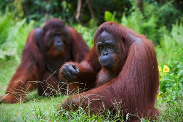 Orangutan adult female.