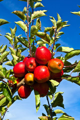 ripe apples at the tree