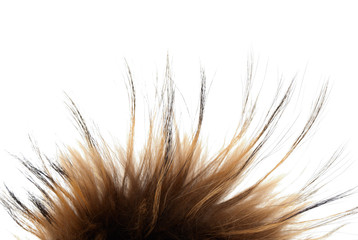 Fur texture | Isolated