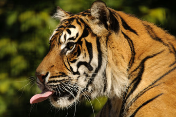Sumatran Tiger