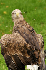 White-tailed Eagle