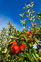ripe apples at the tree