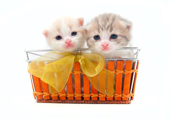 Two small kittens in a basket