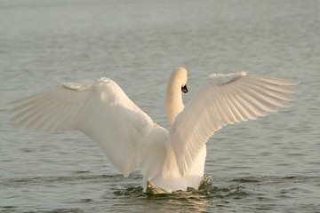 Beautiful swan spreads its wings on the lake © Aniszewski