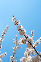 apricot branch with flowers