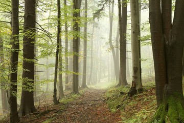 Naklejka premium Path in the autumn woods in the sunshine after a rainfall