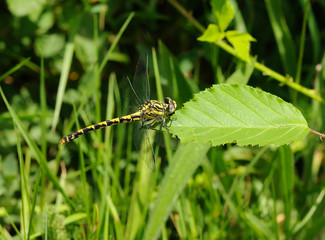 libellule (Cordulegaster boltoni)