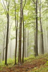 Fototapeta na wymiar Buki w lesie jesienią na stoku w mglisty dzień