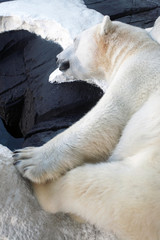 Polar Bear..