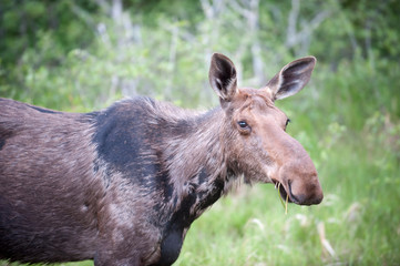 Moose in the woods