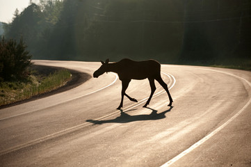 moose crossing highway in early morning