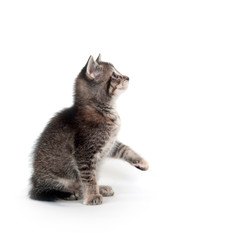 Tabby kitten looking up