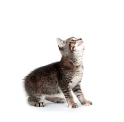 Tabby kitten looking up