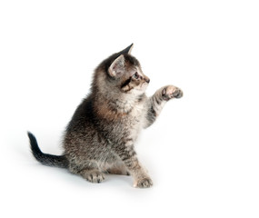 Tabby kitten swinging its paw