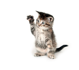 Tabby kitten with paw in the air