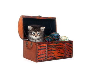 Tabby kitten in a wooden box