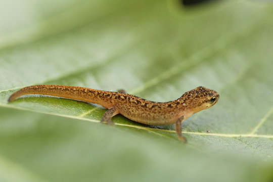triton juv&eacute;nile